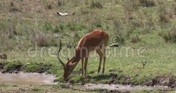 Impala美利坚合众国肯尼亚马塞马拉公园男性饮用水视频的预览图