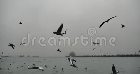 海鸥在白天飞越海洋和海岸视频的预览图