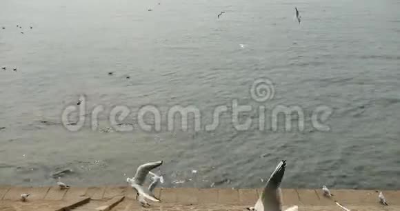 海鸥在白天飞越海洋和海岸视频的预览图