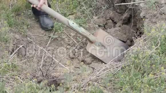 园丁女用铲子挖土倒在花园里的手推车里视频的预览图