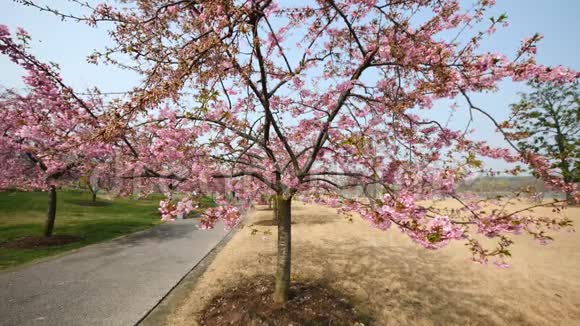 春天的花朵系列樱花在微风中的樱花树枝上小簇绽放视野开阔4k电影视频的预览图