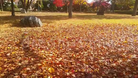 4K景花园地上有干燥的彩色红棕色叶子视频的预览图