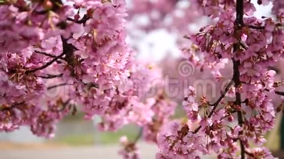 春天的花朵系列樱花在微风中的樱花树枝上小簇绽放近景4k电影视频的预览图