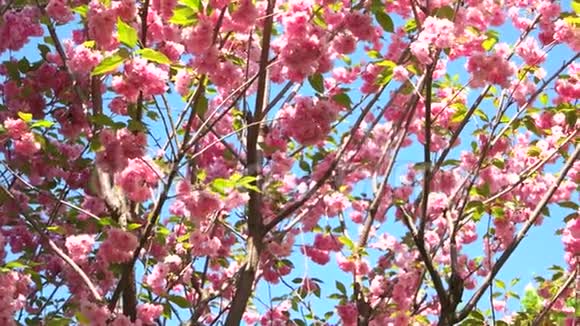 粉色的樱花花合拢视频的预览图