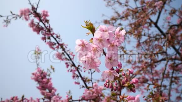 春天的花朵系列樱花在微风中的樱花树枝上小簇绽放近景4k电影视频的预览图