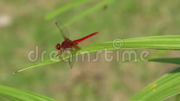 红蜻蜓息在一片叶子上视频的预览图