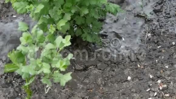 从水管里流出的一串串的水在春天的花园里灌满了一丛丛醋栗视频的预览图