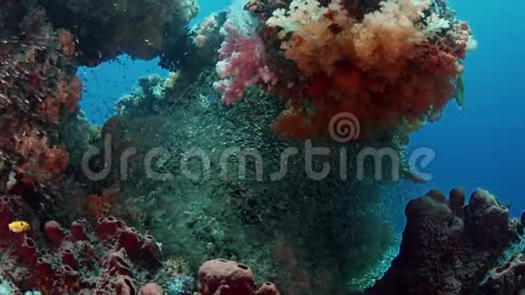 多彩珊瑚礁软珊瑚礁斛属和一群鱼视频的预览图