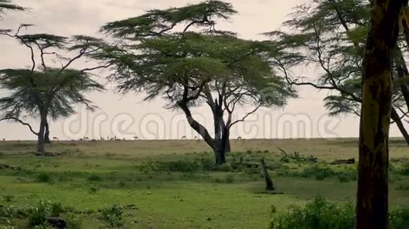 羚羊在绿荫或非洲草原上放牧到相思树视频的预览图