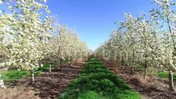 有白花的果树一排一排的中间有青草视频的预览图