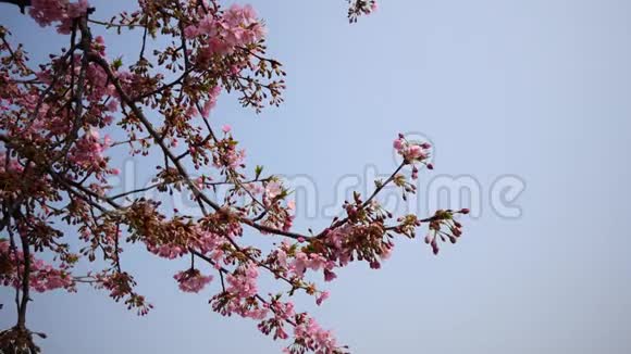 春天的花朵系列樱花在微风中的樱花树枝上小簇绽放视野开阔4k电影视频的预览图