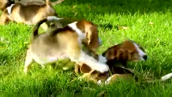公园里快乐的小猎犬慢动作视频的预览图