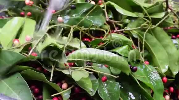 用清水清洗蚂蚁和泥土的茎干上的干葡萄酒加工水果视频的预览图