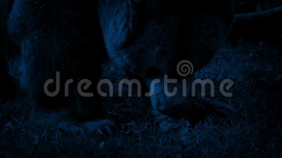 熊在夜间特写时吃东西视频的预览图
