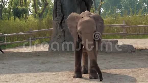 在动物园散步的小象视频的预览图