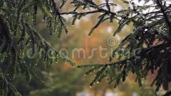 雨中的云杉枝视频的预览图
