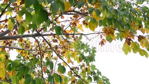 秋天的五颜六色的叶子视频的预览图