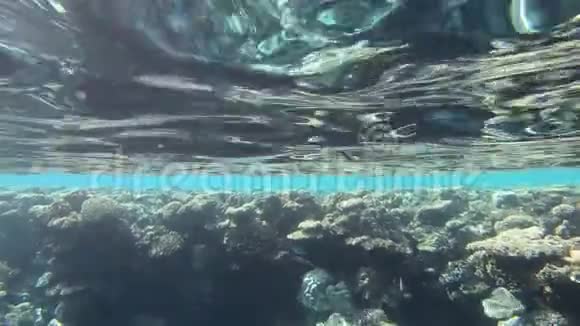 令人惊叹的珊瑚礁在水下世界在红海的行动视频的预览图