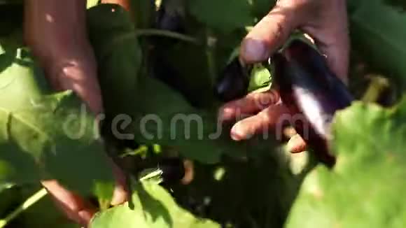 农家手工检查菜园茄子特写视频的预览图