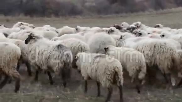 羊中的驴子视频的预览图