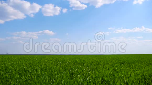 阴天背景下的绿色麦田视频的预览图