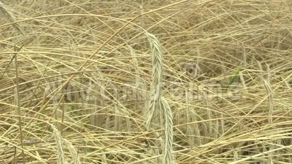 黑麦黑麦生物金耳和类麦田广泛种植为谷物美丽的汉娜景观视频的预览图