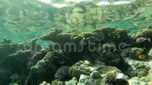 令人惊叹的珊瑚礁在水下世界在红海的行动视频的预览图