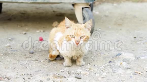 无家可归的脏猫坐在户外街上垃圾桶附近的一只可怜的饥饿的姜小猫看着摄像机视频的预览图