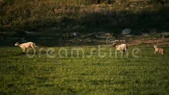 山羊和羊在跑视频的预览图