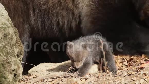 小熊妈妈和小宝宝视频的预览图