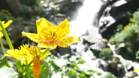 黄色的花瀑布视频的预览图