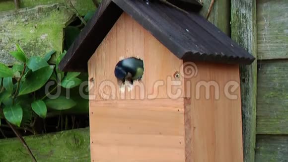 园鸟蓝雀筑巢视频的预览图
