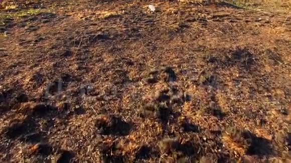 烈日下干燥干燥的大地视频的预览图