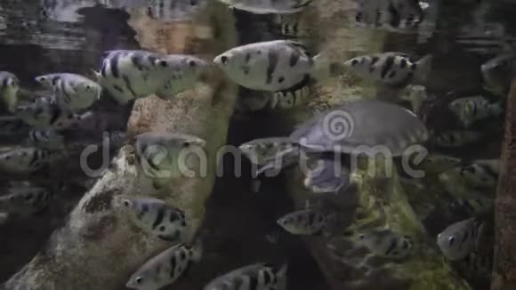 鲳科是鲈形目鱼类的科视频的预览图