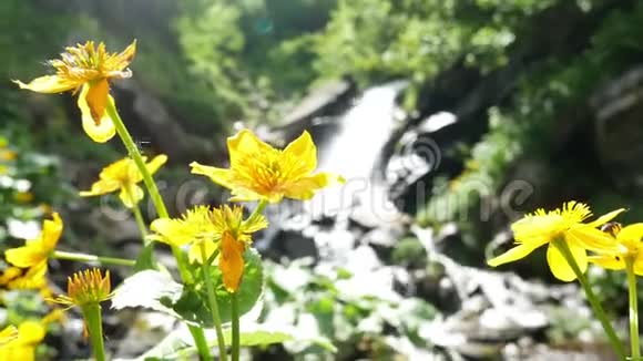 黄色的花瀑布视频的预览图