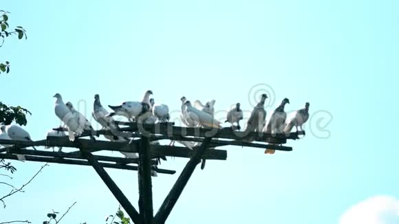 多韦科特的一群白鸽视频的预览图