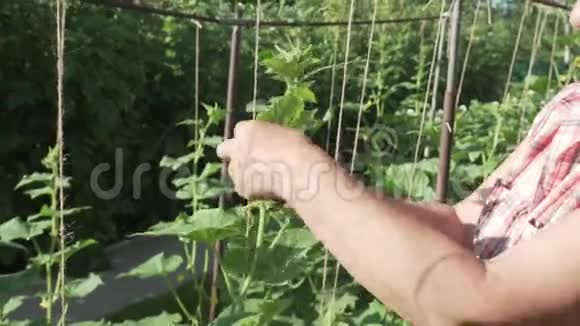 一位老太太在花园里照料植物绑起高高的黄瓜树枝录像带视频的预览图