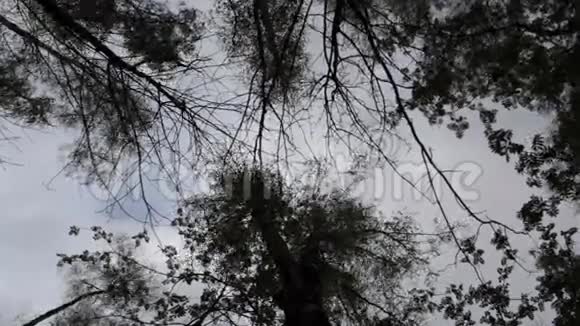 森林中的树木逆天视频的预览图