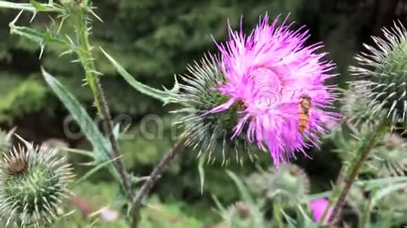 黄蝇从紫色的花朵中采集花蜜视频的预览图