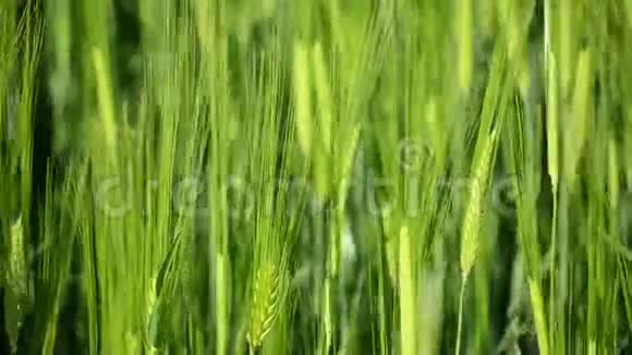 日落时长出嫩芽的小麦草地上长满了绿色的鲜草种植在农田上的小麦作物视频的预览图