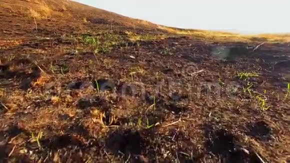 新鲜的草芽冲破焦枯的大地视频的预览图