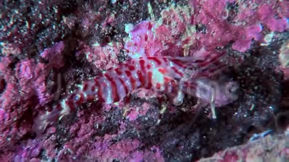 虎玻璃虾掩映在白海海底寻找食物视频的预览图