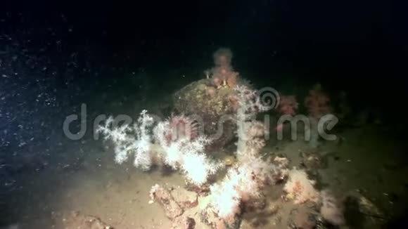 白色蓬松的软珊瑚和海葵在白海海底视频的预览图