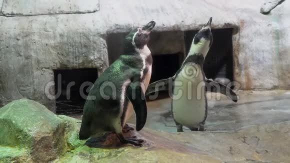 企鹅之间的交配视频的预览图