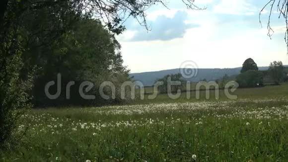 风带着蒲公英的种子在乡村风景的背景下视频的预览图