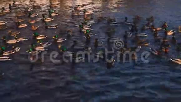 日落时许多野鸭漂浮在池塘里美丽的自然野生动物4k视频的预览图