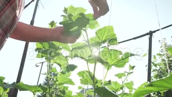 一位老太太在花园里照料植物绑起高高的黄瓜树枝录像带视频的预览图