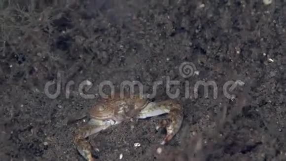 祖鲁海沙上的东方游蟹视频的预览图
