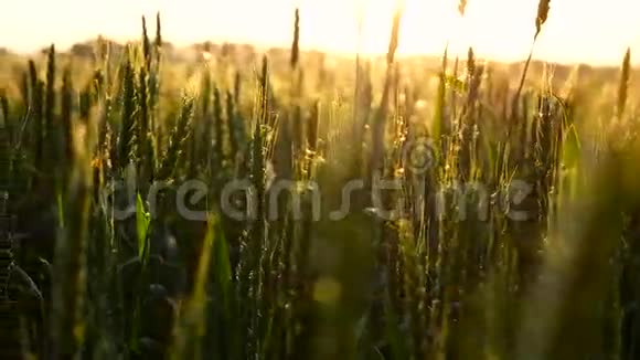 阳光下的绿色小麦视频的预览图