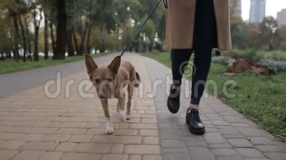 可爱的小狗与主人步行秋季公园视频的预览图